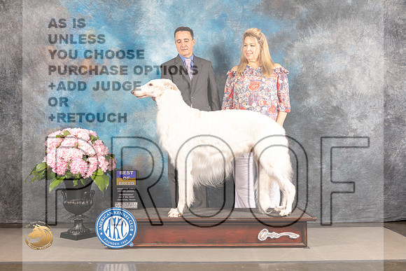 Borzoi #9 WED BOB Judge Sylvie Mcgee_MJ_5116_Houston_2022_HR3