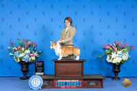 Pembroke Welsh Corgi #J100 THUR 1st NI Judge Kimberly Bettandorff