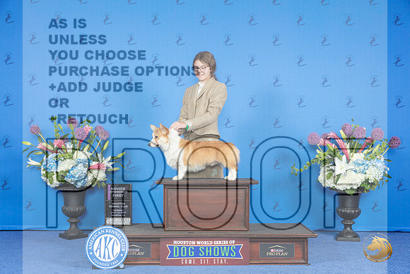Pembroke Welsh Corgi #J100 THUR 1st NI Judge Kimberly Bettandorff__JP_8481_Houston_2024_HR3