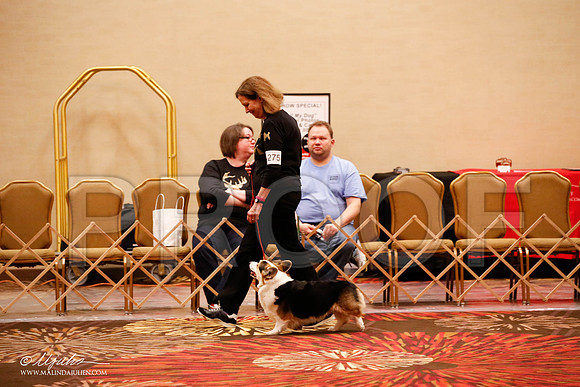 _JJ_8224-HstnCorgiFeb2015-HR3
