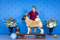 Akita #? WED BISw Judge Britt Jung