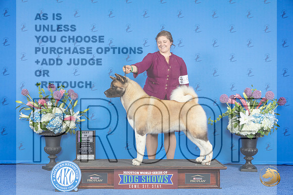 Akita # WED BISw Judge Britt Jung__JP_8455_Houston_2024_HR3