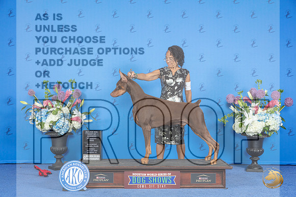 Doberman #9 SUN WD BOW M Judge Annella Cooper__JP_0088_Houston_2024_HR3