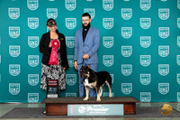 American Bully #825 Sat G2 Judge Stephanie Mueller r