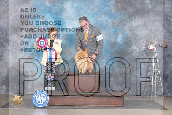 Pomeranian #19 Thurs BISS Pat Trotter__JP_5067_Amarillo_2024_HR3