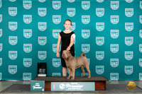 Chinese Shar Pei #1179 Thu JrSF Judge Diane Price
