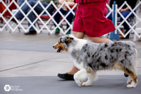 Australian Shepherd Sat Ring