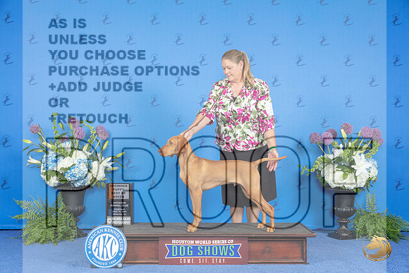 Vizsla #23 WED BPISS BP4to6 Judge Ida Kavafian__JP_8362_Houston_2024_HR3