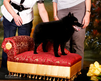 Schipperkee Sun