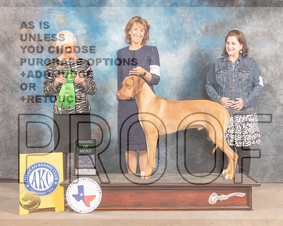 Rhodesian Ridgeback #21 Fri AOM Judge Pluis Davern-MMJ_7196-FW2022-HR3