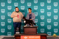Shetland Sheepdog #122 Sat NovP2nd Judge William Chrazanowski