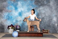 Cane Corso #14 Sat WBBOS Judge Joan Liebes
