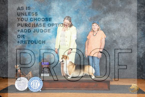 Pembroke Welsh Corgi #15 Fri BOBOHBOB Judge Denise Dean__JP_7622_MARSHALL_2024_HR3