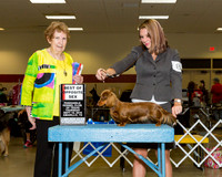 Dachshunds Longhaired #8 Thrs BOS Missildine Mandy Lori Darling Judge Ms Laurie King Telfair