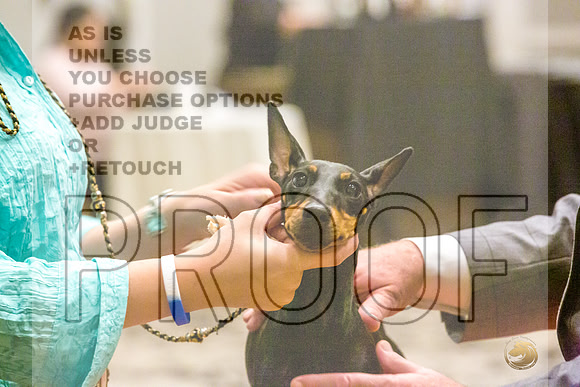 Manchester Terrier MTOY Candids-JJL_2090-Hstn2022_HR3
