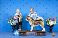Alaskan Malamute #14 Sat OHRBIS Judge Nancy Liebes