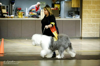 Old English Sheepdog Sat Ring