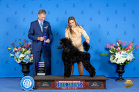Poodle Standard #24 FRI WB Judge Wood Wornall