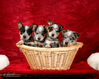 Australian Cattle Dog Puppies in a Basket Lori Graham