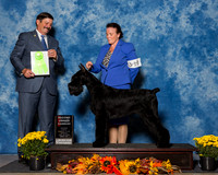 Giant Schnauzers #10 Sun OH G2 Elliott James Julie Judge Mr James Fehring