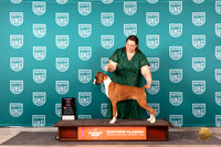 Boxer #? Sat PRBIS Judge William Chrazanowski