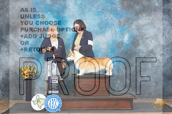 Pembroke Welsh Corgi #15 Sun RBIS Judge Edy Blum__JP_0186_Abilene_2024_HR3