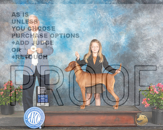 Vizsla #12 Fri OHG4 Judge Paul Willhauck_JP_4500e_San Antonio_2024-HR3