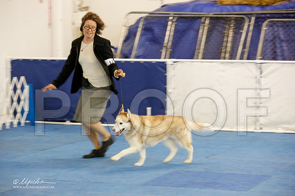 _M3_9257-AddisonHuskyMar2015-HR3
