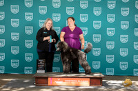 Poodle Standard MC #250 Sun BOW Judge Malinda Julien