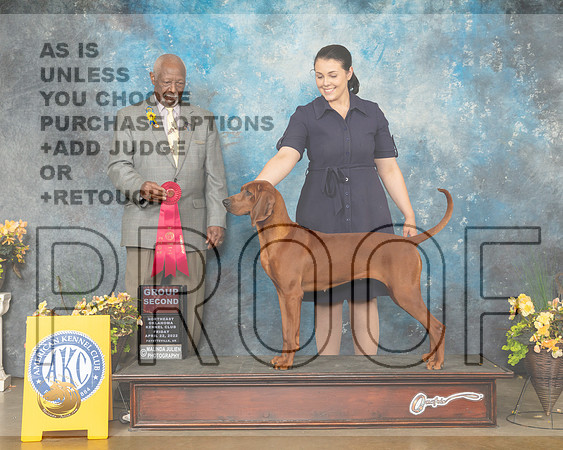Redbone Coonhound #6 Fri G2 Judge Eugene Blake-MMJ_9777-NWARK2022-HR3