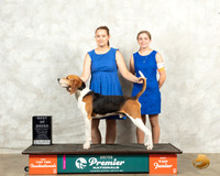 Treeing Walker Coonhound #1193 Thur BOB Judge Diana Brumbaugh