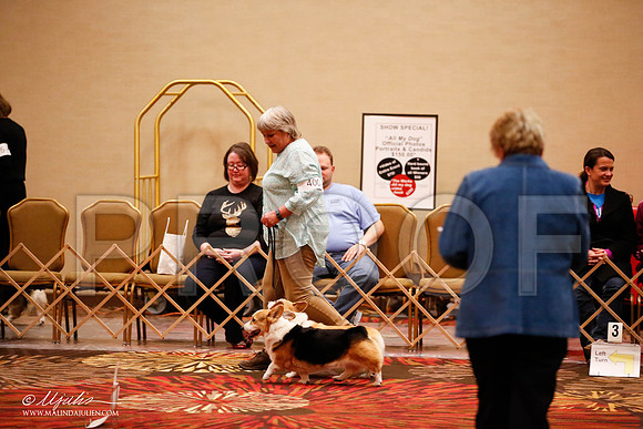 _JJ_7762-HstnCorgiFeb2015-HR3