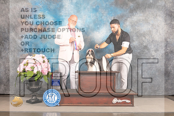 Shih Tzu #8 Sat BOSWB Judge Jeff Bazell_MJ_6909_Houston_2022_HR3