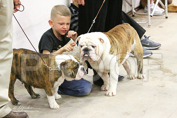Bulldog-1642LR