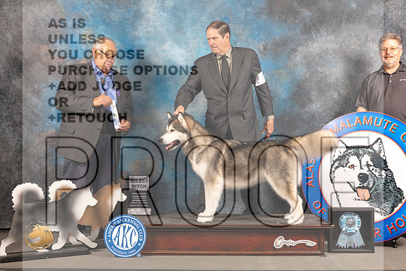 Alaskan Malamute #12 WED SB Judge John Wade_MJ_2534_Houston_2022_HR3