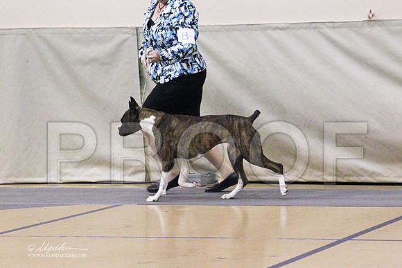 boxer-0479LR