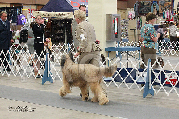 Briard-0766LR