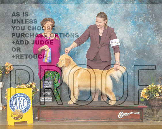 Golden Retriever #6 Thur BOBBOW Judge Carol Jean Nelson-MMJ_9157-NWARK2022-HR3