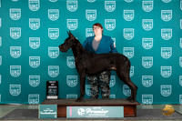 Great Dane #852 Thur T10BOB Judge Diane Price
