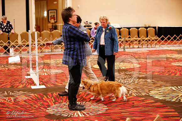 _JJ_8071-HstnCorgiFeb2015-HR3