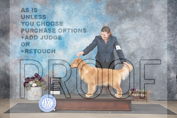 Golden Retriever #6 Sat BOSBOW Judge Gloria Kerr__JP_6966_Belton_2024_HR3