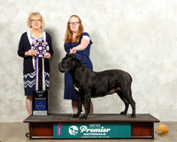 Cane Corso #? Wed VBOB Judge Kim Caines