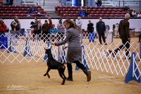 Doberman #24 Sun Trammell Felicity Ring