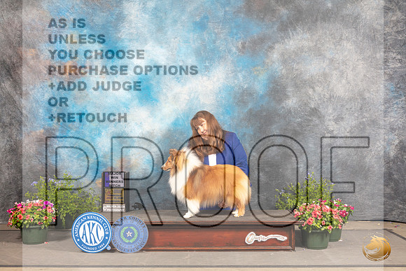 Shetland Sheepdog #8 Thurs WB Judge David Bolus r_MJ_0012_SA_2022_HR3