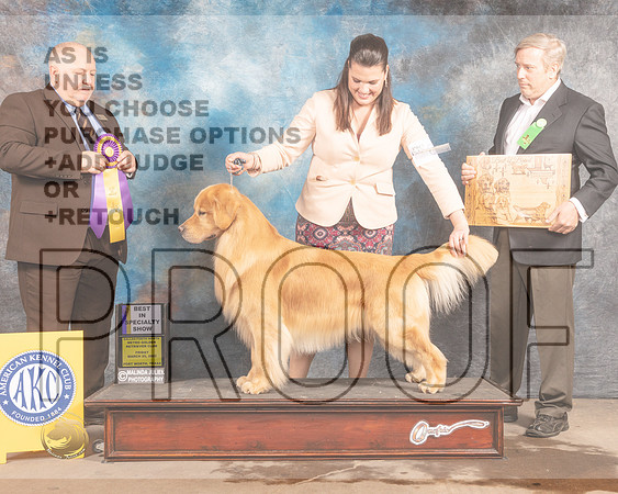 Golden Retriever #87 Fri BISS Judge Gordon Hayburn-MMJ_7412-FW2022-HR3