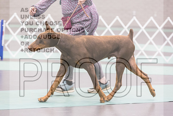 Doberman Pinscher Rings Sat_JJL_8154_UKCLNGVIEWOCT2024_2024_HR3