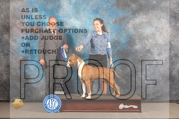 American Staffordshire Terrier #27 WED WD BOW NCH Judge John Constantine Amodei_MJ_2337_Houston_2022_HR3