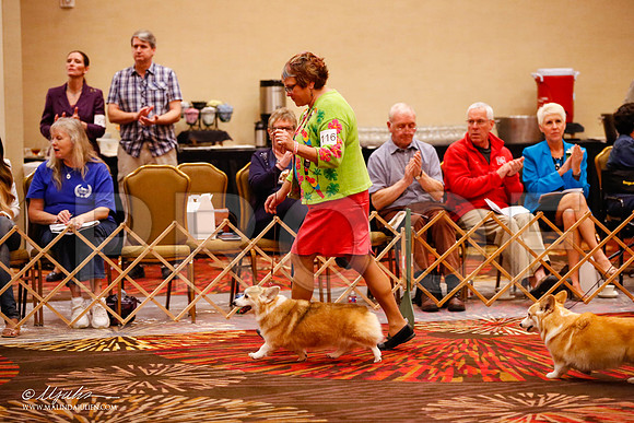 _JJ_0834-HstnCorgiFeb2015-HR3