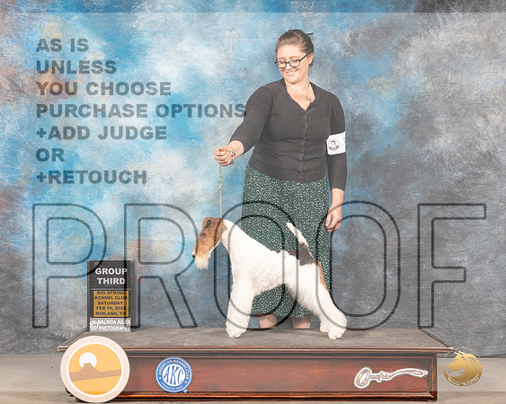 Wire Fox Terrier #5 Sat G3 Judge Denny MounceMMJ_4562_Mdlnd2022_HR3