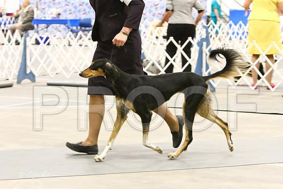 saluki-3452LR